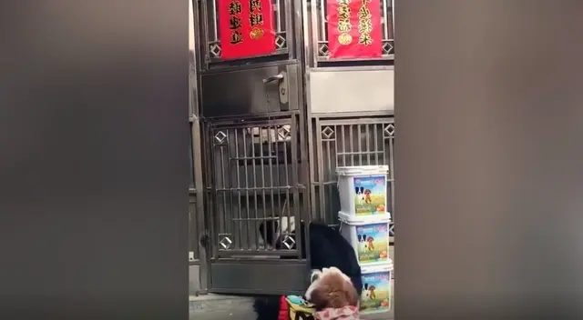 Miles de usuarios se han reído con la ‘astucia’ de un perro, que se trepó a la puerta de su hogar, con la finalidad de abrirlo y así dejar pasar a todos sus ‘compañeros’. Miles de usuarios se han reído con la ‘astucia’ de un perro, que se trepó a la puerta de su hogar, con la finalidad de abrirlo y así dejar pasar a todos sus ‘compañeros’.