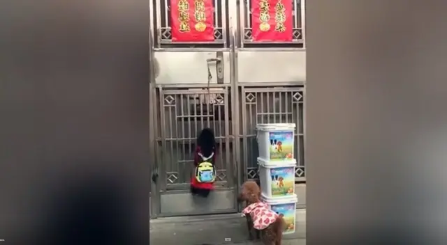 Miles de usuarios se han reído con la ‘astucia’ de un perro, que se trepó a la puerta de su hogar, con la finalidad de abrirlo y así dejar pasar a todos sus ‘compañeros’. Miles de usuarios se han reído con la ‘astucia’ de un perro, que se trepó a la puerta de su hogar, con la finalidad de abrirlo y así dejar pasar a todos sus ‘compañeros’.