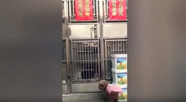 Un cachorro sorprendió en TikTok por su entusiasmo al abrir una puerta para que ingresen sus compañeros. Un cachorro sorprendió en TikTok por su entusiasmo al abrir una puerta para que ingresen sus compañeros.