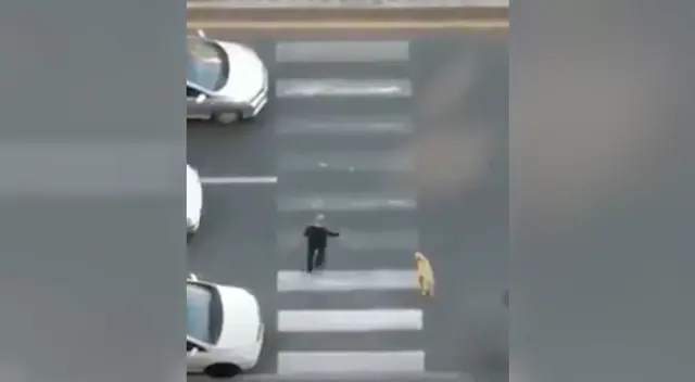 Hombre detuvo el tránsito para que un temeroso perro pueda cruzar la pista Hombre detuvo el tránsito para que un temeroso perro pueda cruzar la pista