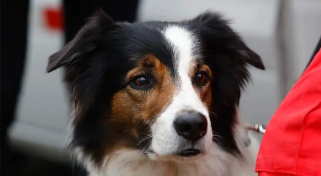 ¡Increíble! Curioso cachorro tiene un extraño comportamiento para evitar que su dueño se vaya a su centro de laborales haciendo gestos que causaron risa en los internautas. ¡Increíble! Curioso cachorro tiene un extraño comportamiento para evitar que su dueño se vaya a su centro de laborales haciendo gestos que causaron risa en los internautas.