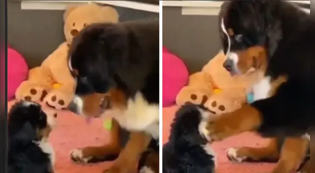 El clip cuenta con miles de reproducciones en TikTok. El clip cuenta con miles de reproducciones en TikTok.