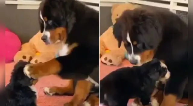 La tierna escena cautivó a los usuarios en las redes sociales. La tierna escena cautivó a los usuarios en las redes sociales.