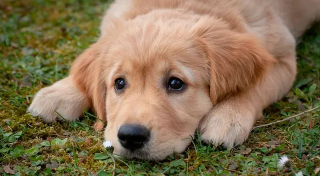 El comportamiento de un perrito causó risas y sorpresas en miles de internautas de Facebook tras evitar que su dueño se vaya a trabajar. El comportamiento de un perrito causó risas y sorpresas en miles de internautas de Facebook tras evitar que su dueño se vaya a trabajar.