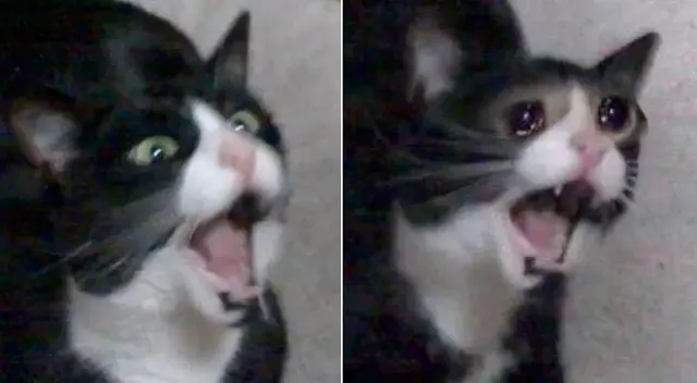 Inkky vivía en Portland, Estados Unidos, con su dueña Kiana McMillian. Inkky vivía en Portland, Estados Unidos, con su dueña Kiana McMillian.