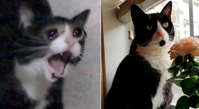 Inkky vivía en Portland, Estados Unidos, con su dueña Kiana McMillian. Inkky vivía en Portland, Estados Unidos, con su dueña Kiana McMillian.