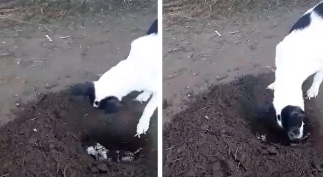 Perrita cava una tumba para sepultar a su cachorro que había nacido muerto Perrita cava una tumba para sepultar a su cachorro que había nacido muerto