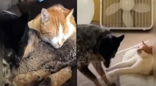 La tierna escena cautivó a los usuarios en las redes sociales. La tierna escena cautivó a los usuarios en las redes sociales.