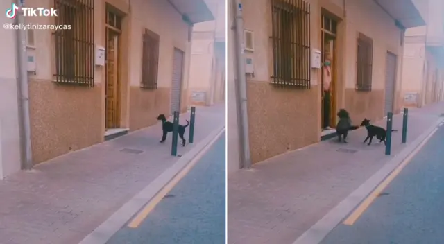 Ambos perritos causaron furor en TikTok.