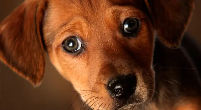 El perrito puso sus ojos tristes para evitar que su dueño se vaya. El perrito puso sus ojos tristes para evitar que su dueño se vaya.