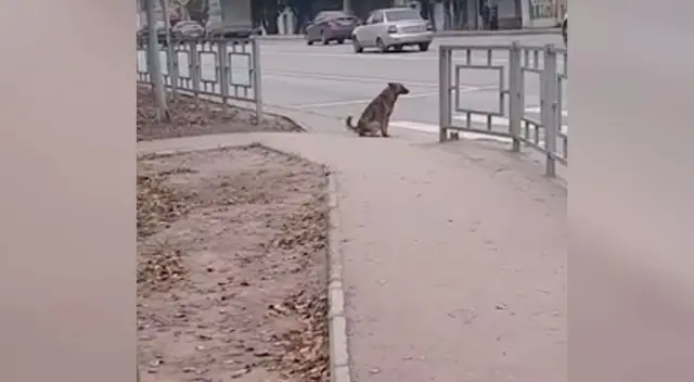 El inteligente perro se volvió famoso en las redes sociales. El inteligente perro se volvió famoso en las redes sociales.