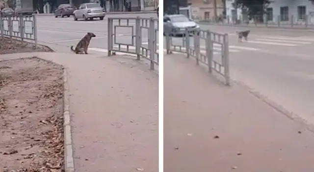 El inteligente perro se volvió famoso en las redes sociales. El inteligente perro se volvió famoso en las redes sociales.