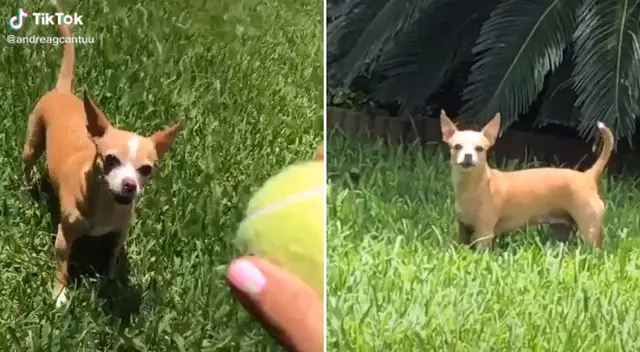 La cachorra corrió en búsqueda de la pelota imaginaria. La cachorra corrió en búsqueda de la pelota imaginaria.