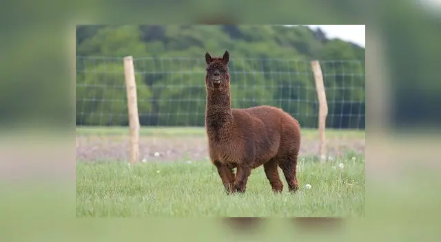 En la mayor parte de la región Puna, sus pobladores se dedican especialmente a la crianza de camélidos sudamericanos. En la mayor parte de la región Puna, sus pobladores se dedican especialmente a la crianza de camélidos sudamericanos.