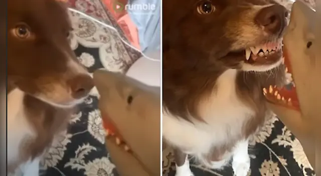 La escena causó la risa de varios usuarios en las redes sociales. La escena causó la risa de varios usuarios en las redes sociales.