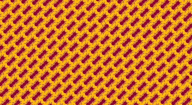 Encuentra a las hormigas que caminan en sentido contrario a las demás