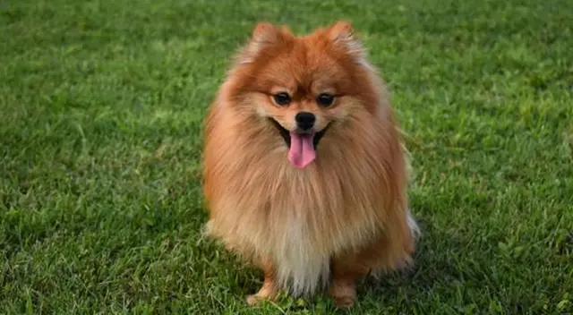 Perrito tiene divertida reacción cuando su dueño le quiere dar besos. Perrito tiene divertida reacción cuando su dueño le quiere dar besos.