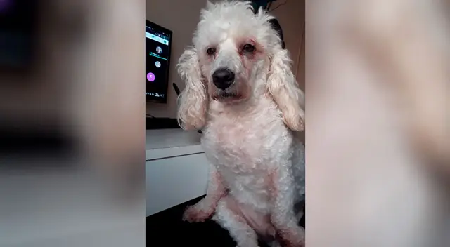 Perrito con cara de desvelado se volvió viral en las redes sociales