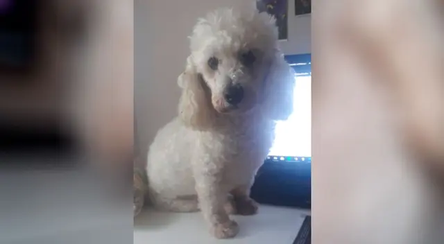 Perrito con cara de desvelado se volvió viral en las redes sociales