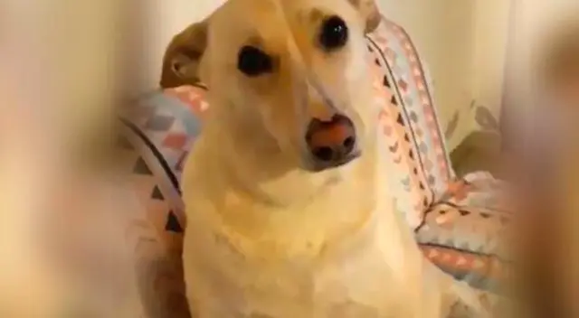 Perrito acaricia a su cachorro y protagonizan tierna escena. Perrito acaricia a su cachorro y protagonizan tierna escena.