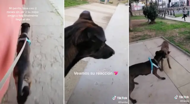 La perrita se reencontró con su mejor amigo. La perrita se reencontró con su mejor amigo.