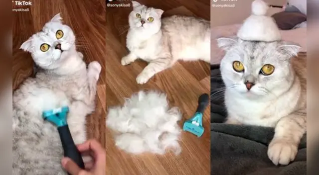 La cómica escena causó la risa de miles de internautas en las redes sociales.