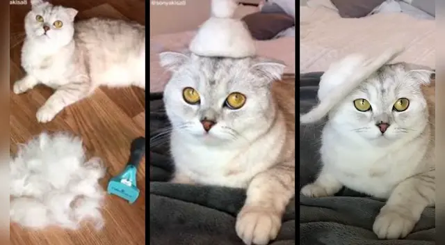 El clip cuenta con miles de reproducciones en TikTok.