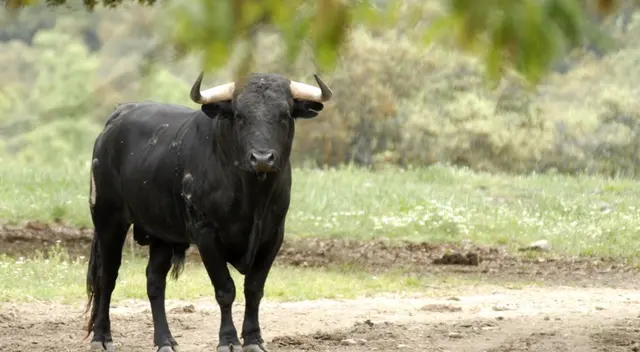 La insólita escena fue captada por las cámaras de seguridad. La insólita escena fue captada por las cámaras de seguridad.