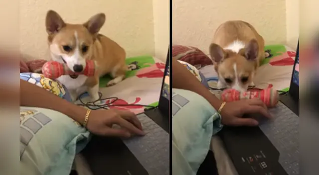 La escena causó la risa de varios usuarios en las redes sociales. La escena causó la risa de varios usuarios en las redes sociales.