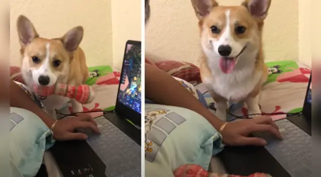 El clip cuenta con miles de reproducciones en Facebook. El clip cuenta con miles de reproducciones en Facebook.