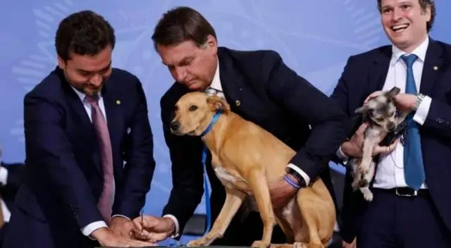 Jair Bolsonaro promulga una ley contra el maltrato animal