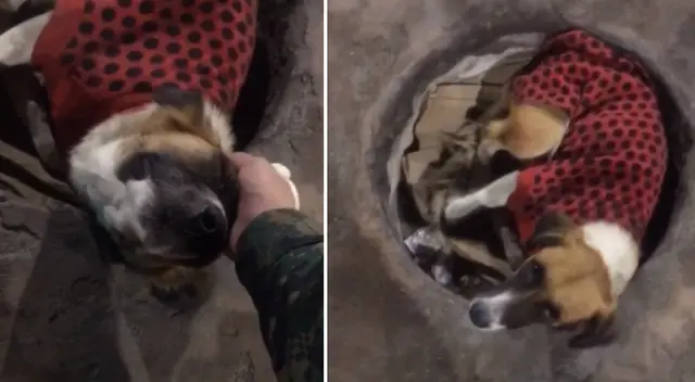 El militar se acercó a acariciar al indefenso perrito. El militar se acercó a acariciar al indefenso perrito.