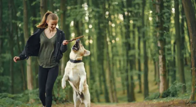 En el clip de TikTok, aparece un cachorro aullando y de inmediato se queda sorprendido al escuchar que un lobo le responde con el mismo aullido.