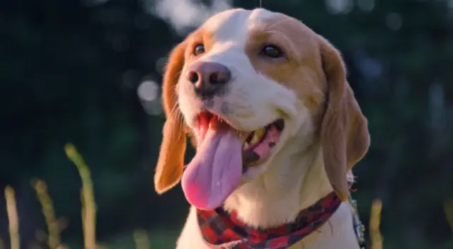 Un cachorro quedó muy impactado tras aullar de broma y segundos después ser sorprendido por el mismo sonido pero de un lobo.