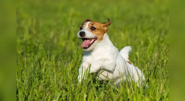 Cachorro intenta imitar el aullido de un lobo pero quedó sorprendido al escuchar como un animal verdadero le responde con mismo aullido.