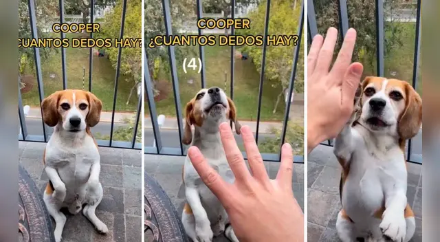 El clip cuenta con miles de reproducciones en TikTok.