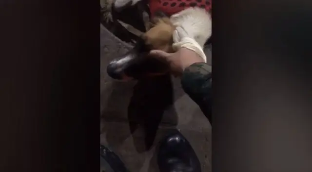 El soldado peruano instó a la población a ayudar a los animales callejeros y tratarlos con cariño. El video se hizo viral en TikTok. El soldado peruano instó a la población a ayudar a los animales callejeros y tratarlos con cariño. El video se hizo viral en TikTok.