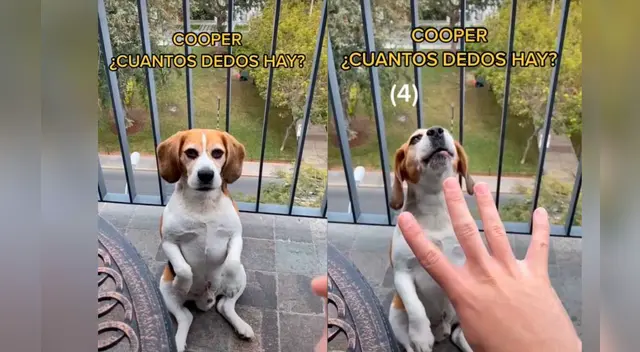 La tierna escena cautivó a los usuarios en las redes sociales.