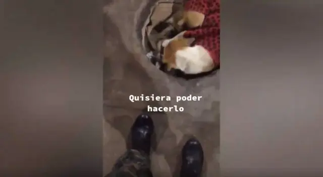 El soldado peruano instó a la población a ayudar a los animales callejeros y tratarlos con cariño. El video se hizo viral en TikTok. El soldado peruano instó a la población a ayudar a los animales callejeros y tratarlos con cariño. El video se hizo viral en TikTok.