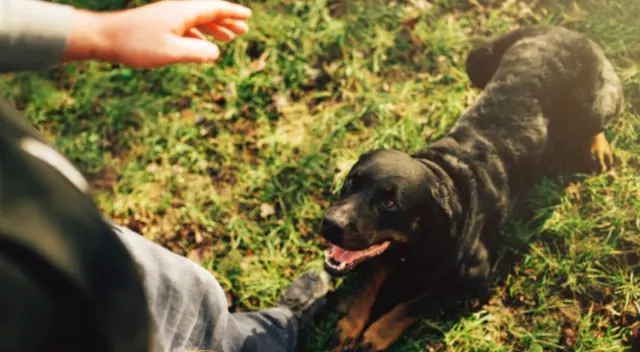 Un soldado peruano se hizo viral en TikTok tras compartir un video en el que le da cariño y comida a un perro que duerme en plena vereda. Un soldado peruano se hizo viral en TikTok tras compartir un video en el que le da cariño y comida a un perro que duerme en plena vereda.