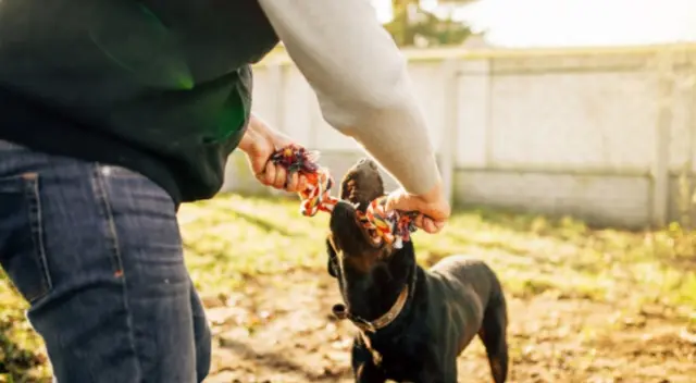 Un soldado peruano se hizo viral en TikTok tras compartir un video en el que le da cariño y comida a un perro que duerme en plena vereda. Un soldado peruano se hizo viral en TikTok tras compartir un video en el que le da cariño y comida a un perro que duerme en plena vereda.