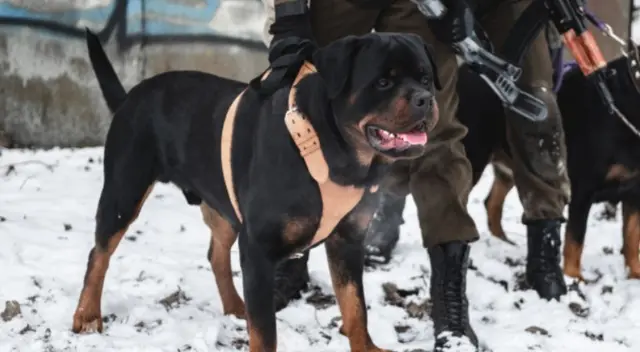 Un perrito dormía en la calle y un soldado peruano se acercó a darle comida tras verlo en plena vereda temblando de frío. Un perrito dormía en la calle y un soldado peruano se acercó a darle comida tras verlo en plena vereda temblando de frío.