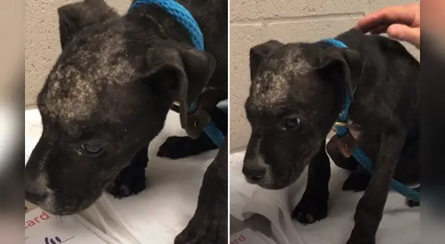 El clip cuenta con miles de reproducciones en Facebook. El clip cuenta con miles de reproducciones en Facebook.