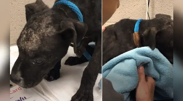 La emotiva escena ha conmovido a miles de usuarios en las redes sociales. La emotiva escena ha conmovido a miles de usuarios en las redes sociales.