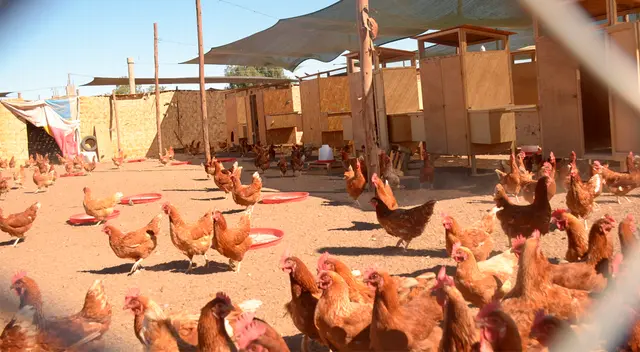 Adquirieron 500 gallinas ponedoras de la línea Hy Line Brown.