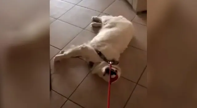 Perrito se niega rotundamente a salir de su casa y su dueña capta el curioso momento. Perrito se niega rotundamente a salir de su casa y su dueña capta el curioso momento.