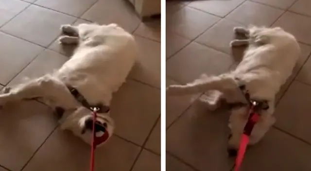 Perrito se niega rotundamente a salir de su casa y su dueña capta el curioso momento. Perrito se niega rotundamente a salir de su casa y su dueña capta el curioso momento.