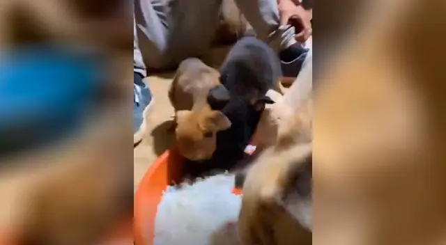 Pareja rescata a una perrita junto a sus crías y conmueven a todos en TikTok