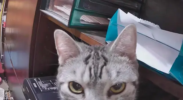 Graban a un gatito enojado esperando a que su dueña venga con la comida Graban a un gatito enojado esperando a que su dueña venga con la comida