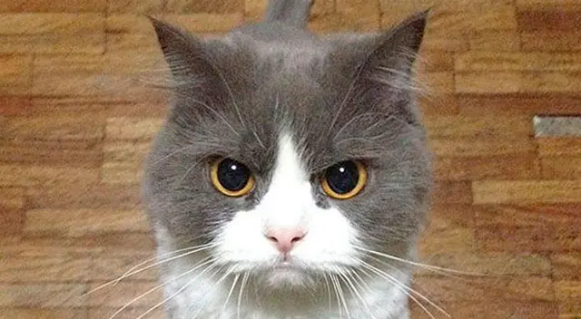 Graban a un gatito enojado esperando a que su dueña venga con la comida Graban a un gatito enojado esperando a que su dueña venga con la comida